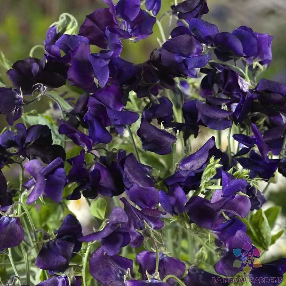 50 Royal Navy Blue Sweet Pea Seeds Planting Fresh Seeds - £9.37 GBP