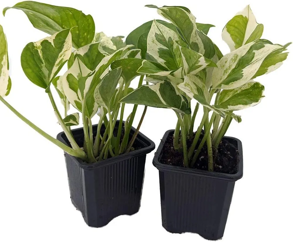 Live 2 Plants 3&quot; Pots Aureum Pothos Joy Epipremnum Good In Low Light Eas... - £34.49 GBP