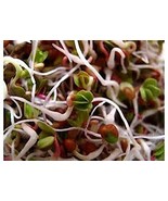 Daikon Radish, Microgreen, Sprouting, 14 OZ, Organic Seed, NON GMO - Cou... - £12.07 GBP