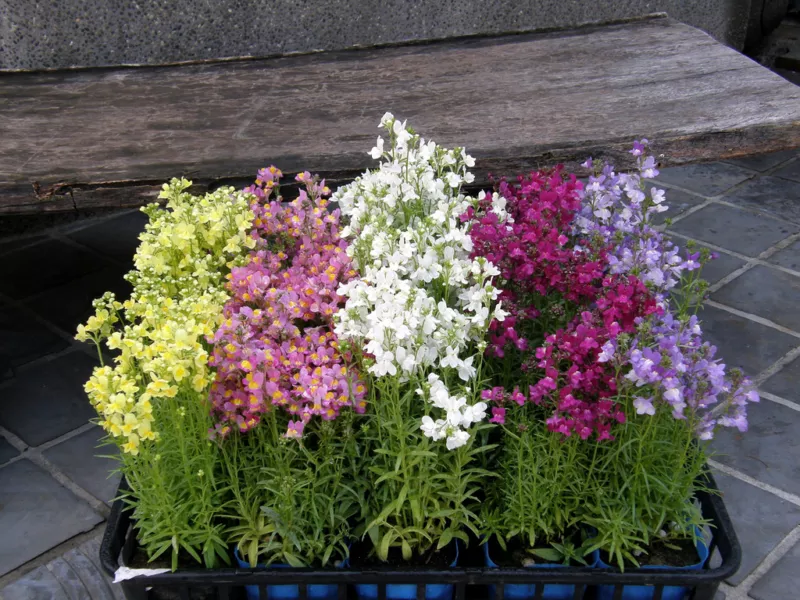 toadflax BABY SNAPDRAGON 6500 seeds  - $6.22