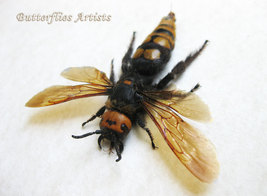 Murder Hornet Megascolia Maculata Real Mammoth Wasp Framed Entomology Shadowbox - £102.71 GBP
