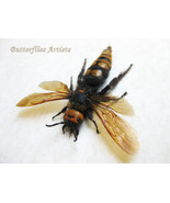 Murder Hornet Megascolia Maculata Real Mammoth Wasp Framed Entomology Sh... - $177.78 CAD