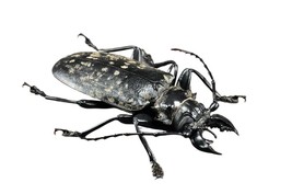Acanthophorus Maculatus Handmade Beetle Statuette Fine Insect Figurine Bugs - £53.75 GBP