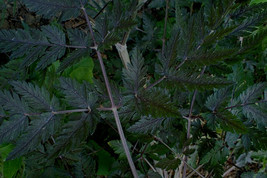 Black Cow Parsley 50 Seeds Anthriscus Sylvstris Ravinswing Mariesgreen F... - £6.64 GBP