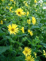 10 Yellow Compass Plant Silphium Laciniatum Prairie Compassplant   - £13.55 GBP