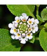 20 Seeds - Lantana involucrata Buttonsage Wild Sage - €8,63 EUR