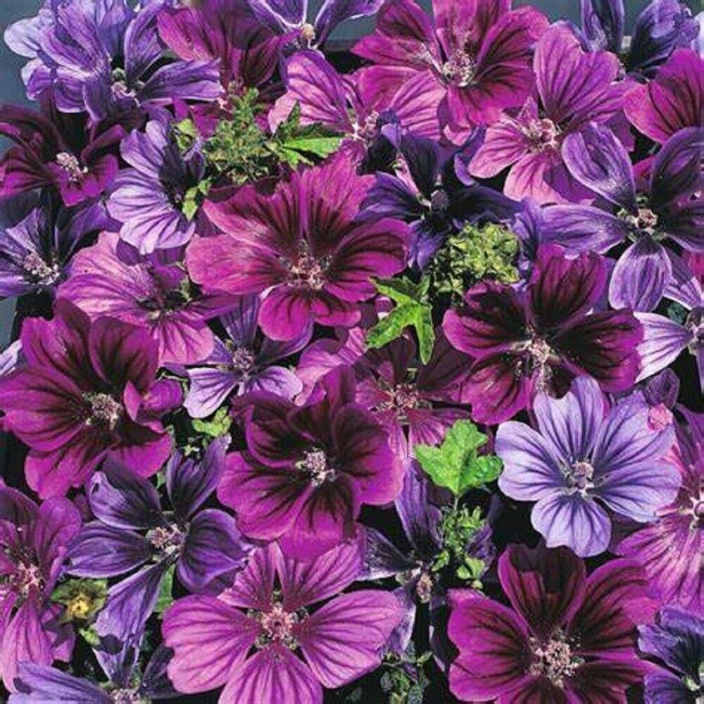 25 Merlin Purple Hollyhock Seeds Perennial Flower Seed Flowers Fresh Gar... - $9.78