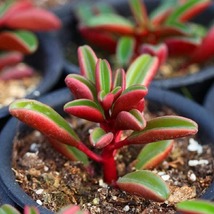 100 Peperomia Claveolens Flower Seeds for Garden - £11.35 GBP