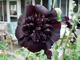 Black Prince Hollyhock 25 Authentic Seeds Perennial Flower Seed Flower Us - $12.75