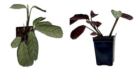 Ctenanthe burle-marxii &#39;Amagris&#39; - Never Never Peacock Plant - 2.5&quot; Pot - £24.69 GBP