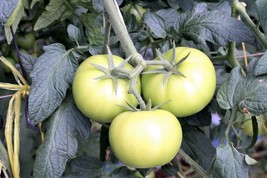 USA White Wonder Beefsteak Tomato Lycopersicon 1 2 Lb Fruit Vegetable 50 Seeds - £8.57 GBP