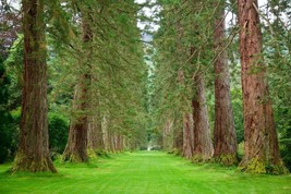 Giant Sequoia Tree -10 Seeds -Sequoiadendron giganteum -Giant Ancient Tr... - £3.98 GBP
