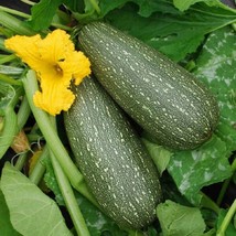 Fresh Garden Grey Zucchini Summer Squash Seeds 25 Ct Gray Squash Vegetable  - £7.02 GBP