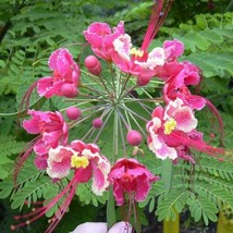 5 Caesalpinia Pulcherrima Pink Bird Of Paradise Shrub Seeds For Planting   - £15.03 GBP