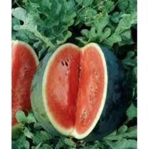 Watermelon Florida Giant Heirloom Vegetable 100 Seeds Garden Fresh USA Shipping - $16.89