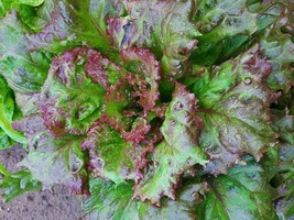 Picking Salad Hyper Red Rumpled Waved - 25+ seeds - L 136 - £1.80 GBP