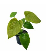 Red Leaf Anthurium, 4 inch, Heart Shaped Red-leaf Rare Anth - $347.76 MXN