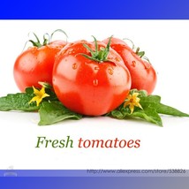 100 Seeds Water Yu Pink Tomato Very Tasty Fresh Seeds for Planting - £9.25 GBP