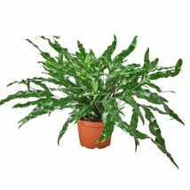 Fern &#39;Kangaroo Paw&#39;-4&quot; Pot - $32.49