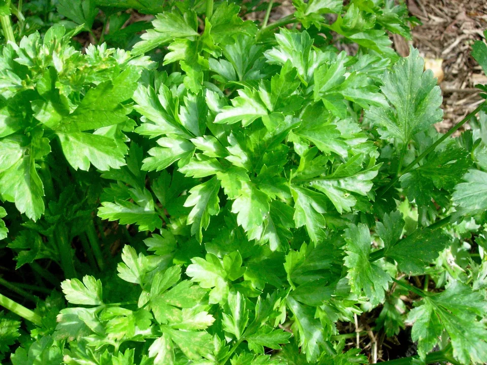 SKMO Italian Giant Parsley Vegetable Heirloom 250 Seeds Bulk Indoor Gard... - $9.10