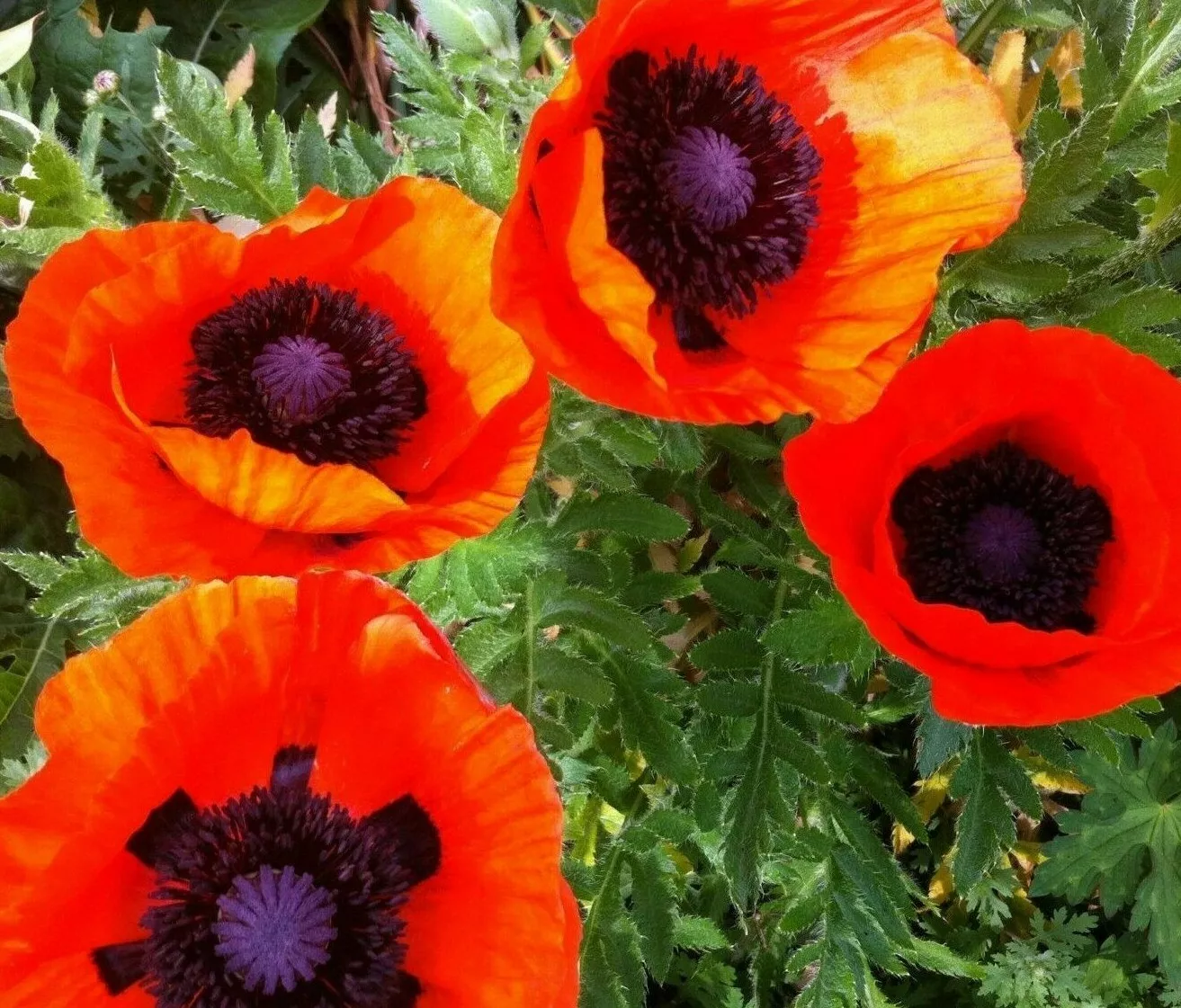 ORIENTAL POPPY 200+SEEDS  perennial flower GARDEN reddish orange  - $10.00