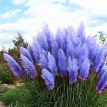 Colorful Pampas Grass Cortaderia Bonsai, 300 SEEDS D - £10.72 GBP