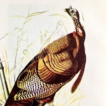 Wild Turkey Gobbler Bird Lithograph 1950 Audubon Antique Art Print DWP6C - $34.99