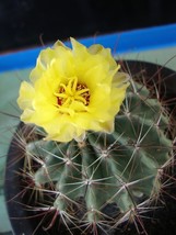 KKG Echinocactus Setispinus Barrel Cactus Seeds Fresh Garden - $183.95 MXN