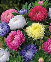 Aster, Giants Of California 100 Seeds Organic, Beautiful Vivid Bright Blooms - £4.65 GBP