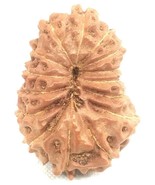 15 Mukhi Rudraksha / Collector Size Fifteen Face Rudraksh - Java - IGL C... - €107,49 EUR