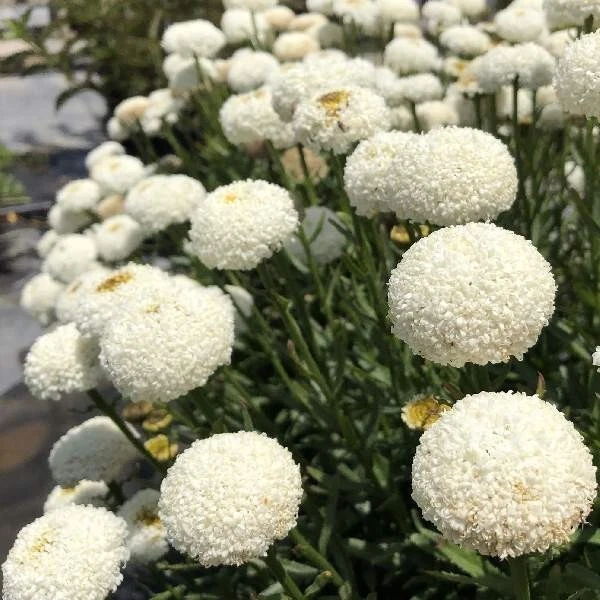 Rare Shasta Daisy Leucanthemum XSuperbum Perennial Live Plant(Real Tiny ... - $21.50