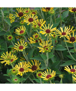 200+ Little Henry Rudbeckia Seeds – Dwarf Black-Eyed Susan Flowers - $23.13 CAD