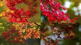  Flame Amur Maple with Bright Red Leaves, 20 Seeds D - £7.99 GBP