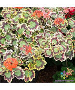 RD 25+ Crazy Colors! - Mrs. Pollock Geranium Seeds for Garden - FREE SHI... - $5.15