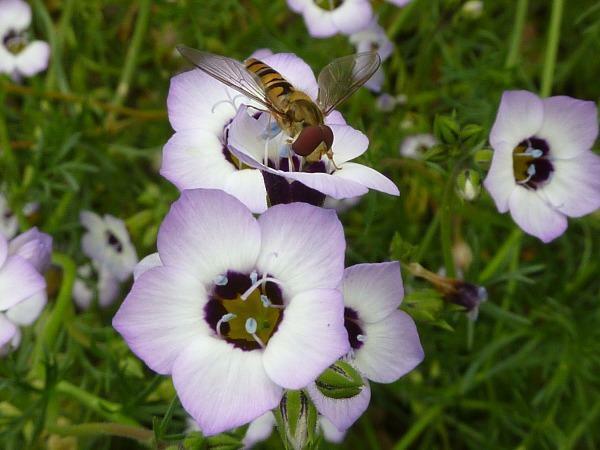 Gilia Tricolor Birds Eye Gilia 500 Seeds New Fresh US Shipping - $31.58