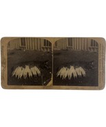 1895 Milk Punches Pigs Strohmeyer Antique Stereoscopic Card Stereoview F... - $5.48 CAD