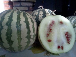 Citron Watermelon - 5+ seeds - Cl 013 - £2.12 GBP