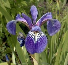 Blue Flag Iris  (Iris versicolor) Aquatic Pond Live Plant  FREE SHIPPING... - £13.99 GBP