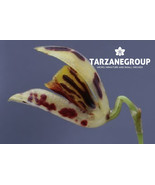 PLEUROTHALLIS MACRANTHA SMALL ORCHID MOUNTED - €56,87 EUR