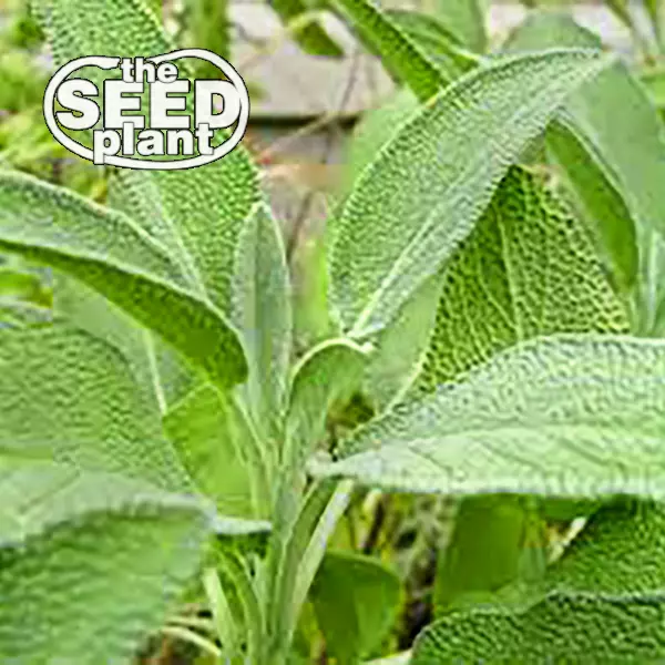 100 Seeds Sage Fast Planting Heirloom Seeds Swift Results - £7.80 GBP