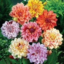 25 Rembrandt Dahlia Perennial Flowers Seeds Flowering seeds Bloom Fresh ... - $8.98