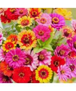 VN 200 Seeds Zinnia Carousel Mix Carnival Colors Heirloomlarge 4&quot; Garden... - $9.60