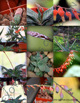 FLOWERING GASTERIA MIX rare living stones exotic cactus succulents seed 10 seeds - £7.18 GBP