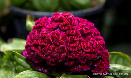 Exotic Celosia Cristata Crested Rare Pink Flowering Amish Cock&#39;s Comb 15 Seeds - £7.07 GBP