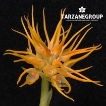 BULBOPHYLLUM ODORATISSIMUM MINIATURE ORCHID MOUNTED - $33.00