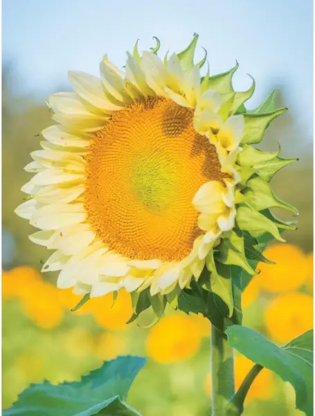 50 Helianthus Seeds Sunflower Procut Lite White Cut Flower Seeds Helianthus F1 - £14.79 GBP