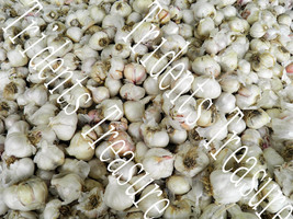 Garlic Wall Art - Warholesque Wall Art - Digital Food Art - Photography - Kitche - £11.99 GBP