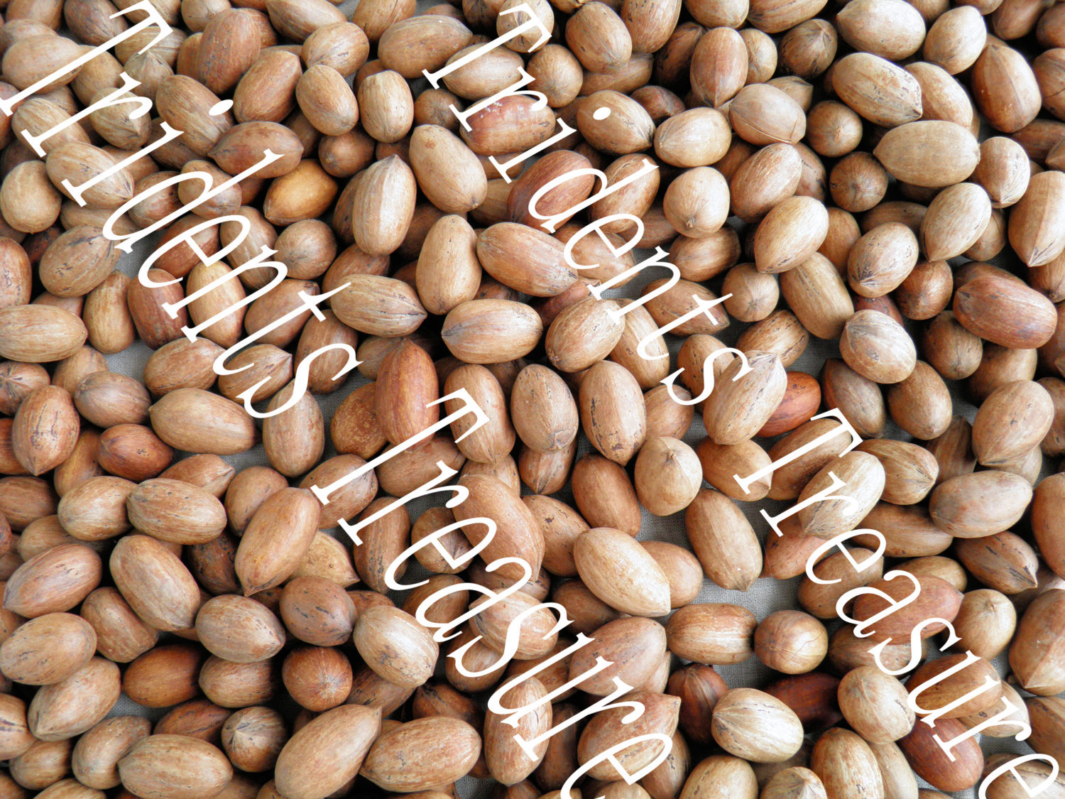 Pecans Wall Art - Warhol-esque Wall Art - Digital Food Art - Photography - Kitch