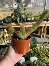 Cactus Mammillaria Elongata Lady Finger Copper King 4&quot; Pot Live Plant - £9.54 GBP