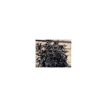 New Fresh Seeds 10 Black Pearl Pepper Seeds - $10.98